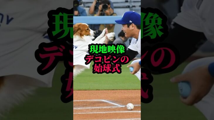 デコピン始球式#大谷翔平#ドジャース#デコピン