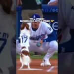 Shohei Ohtani and his Dog share a moment! 🐕❤️ #mlb #shorts