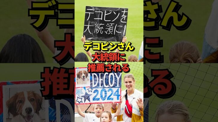 ※コメントあり 大谷翔平選手の愛犬デコピンをアメリカ大統領に推薦するファンが登場！トランプより票を集めそうだと話題に！#shorts #大谷翔平 #野球