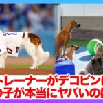 ドッグトレーナーが大谷翔平の愛犬・デコピンを徹底分析！「あの犬はヤバすぎます…」世界の99.9999％の人より有名と言われた大谷家族の異次元の○○に世界が興奮！