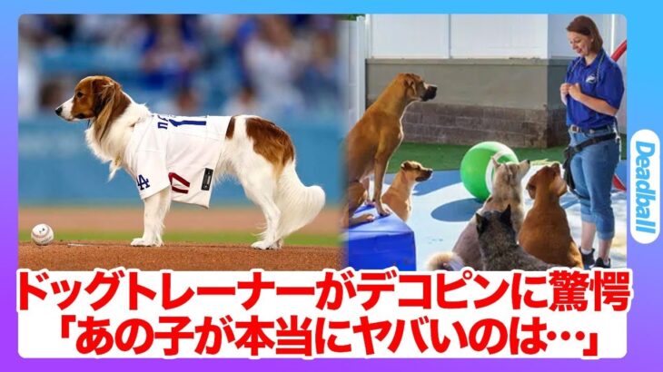 ドッグトレーナーが大谷翔平の愛犬・デコピンを徹底分析！「あの犬はヤバすぎます…」世界の99.9999％の人より有名と言われた大谷家族の異次元の○○に世界が興奮！