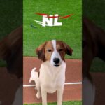 Shohei Ohtani’s dog Decoy has everything you need to know about the MLB Wild Card round ⚾️ #shorts