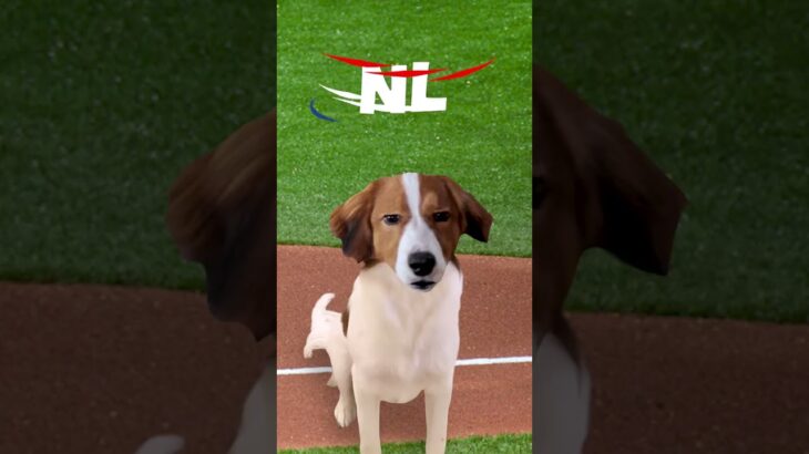 Shohei Ohtani’s dog Decoy has everything you need to know about the MLB Wild Card round ⚾️ #shorts