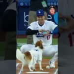 El compañero más adorable de Shohei Ohtani 🐶⚾ ¡Mira a Decoy en acción! #MLB #ShoheiOhtani #DogLovers