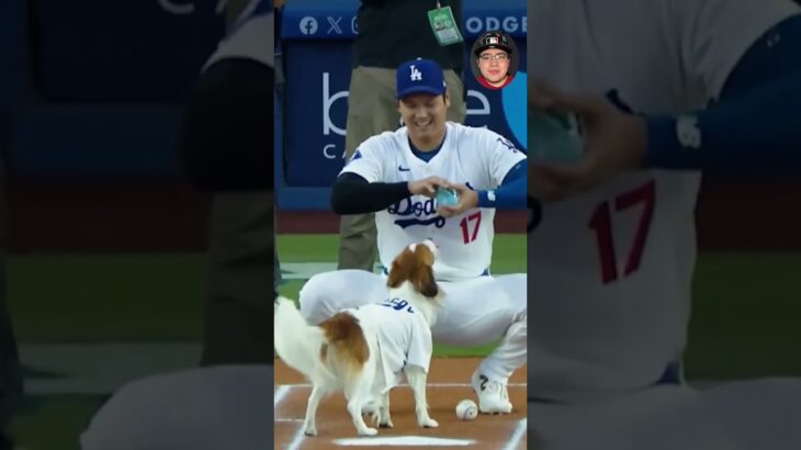 El compañero más adorable de Shohei Ohtani 🐶⚾ ¡Mira a Decoy en acción! #MLB #ShoheiOhtani #DogLovers