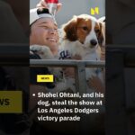 Shohei Ohtani, and his dog, steal the show at Los Angeles Dodgers victory parade