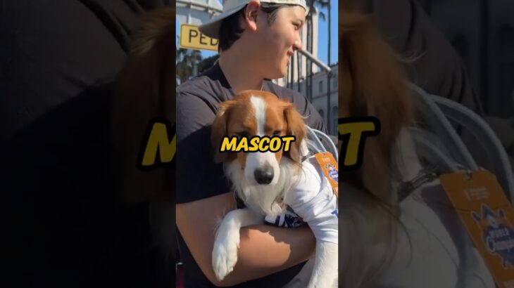 Shohei Ohtani’s dog Decoy… Dodgers’ mascot?!? 🐶 #onbase #worldseries #dodgersparade