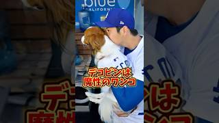 #デコピン さんは魔性のワンコ。 #大谷翔平 #プロ野球 #野球 #dodgers #メジャーリーグ #baseball #ドジャース