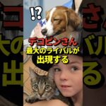 大谷翔平の愛犬デコピンに最大のライバルが出現！フリーマンが保護猫を引き取り、ワールドチャンピオンにちなんで「チャンプ」と名付ける！#shorts #大谷翔平 #野球