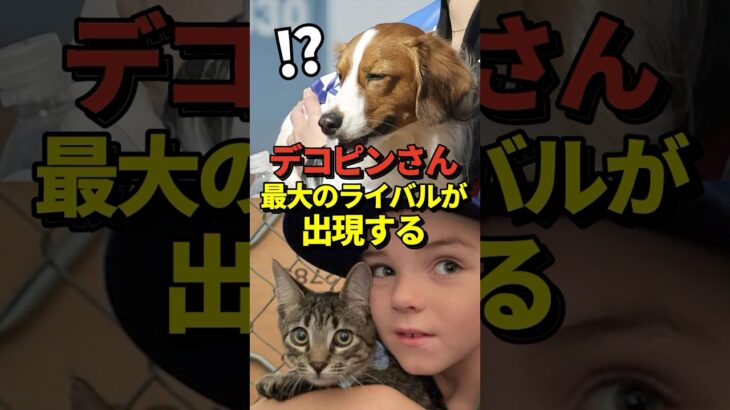 大谷翔平の愛犬デコピンに最大のライバルが出現！フリーマンが保護猫を引き取り、ワールドチャンピオンにちなんで「チャンプ」と名付ける！#shorts #大谷翔平 #野球