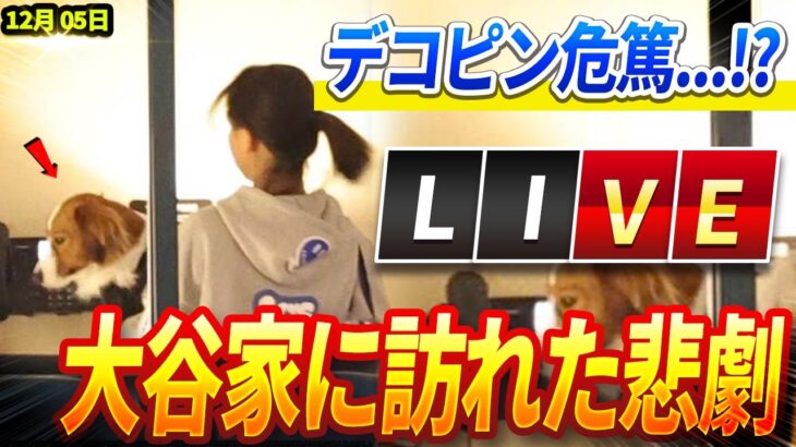 🔴🔴🔴【ライブ12月05日】デコピン危篤…!? 大谷家に突如訪れた悲劇の真相がヤバすぎる….ドジャース帝国のボスが見せた意外な素顔! 那覇空港での衝撃の一幕に全米が震撼!!