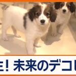 大谷翔平選手の愛犬・デコピンで注目！希少犬種「コーイケルホンディエ」の魅力とは？【ワイド！スクランブル】(2024年12月16日)