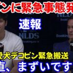 【緊急ニュース】大谷翔平選手の愛犬デコピンが病院に緊急搬送！デコピンの衝撃状態を目撃「妻に抱かれて…」 [田中真美子/海外の反応/アメリカの反応/MLB/ドジャース]