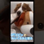 【MLB】デコピン、デコピンぬいぐるみとおひるね🐶大谷翔平&真美子夫人&デコピンのパワプロ風イラストが入ったお皿も！ #shoheiohtani #mlb #mvp #dodgers