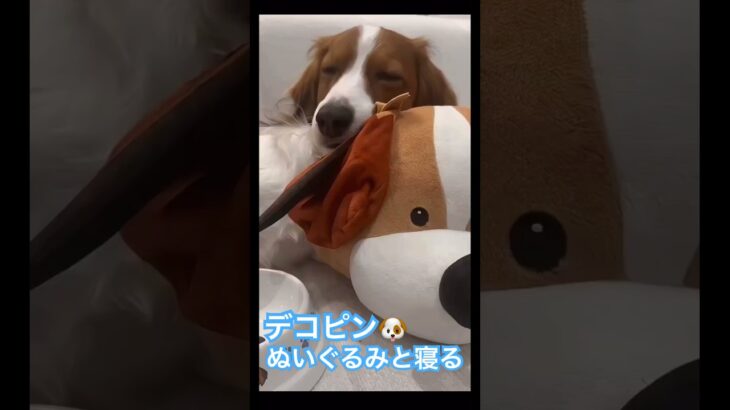 【MLB】デコピン、デコピンぬいぐるみとおひるね🐶大谷翔平&真美子夫人&デコピンのパワプロ風イラストが入ったお皿も！ #shoheiohtani #mlb #mvp #dodgers