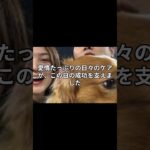 【メジャー激震】大谷翔平と愛犬デコピンが起こした奇跡の瞬間