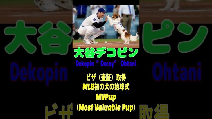 大谷翔平の兄、身内の秘密を暴露する！＃大谷翔平＃大谷龍太＃デコピン＃MLB＃大リーグ＃プロ野球＃MVP#shorts