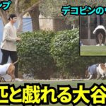 犬2匹と戯れる大谷翔平！デコピンのうんちも拾う姿も💩【現地映像】2025年2月10日スプリングトレーニング