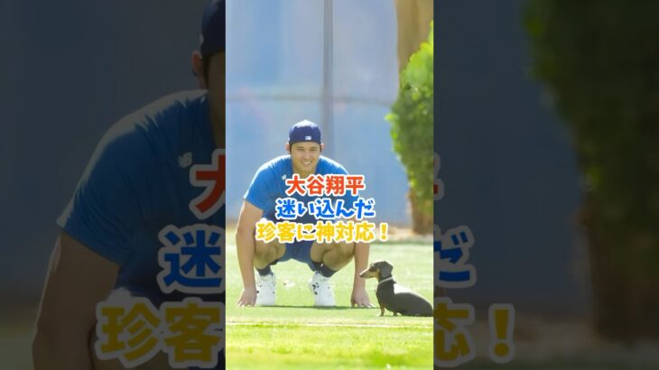 大谷翔平と迷子犬の感動の出会いが話題に!