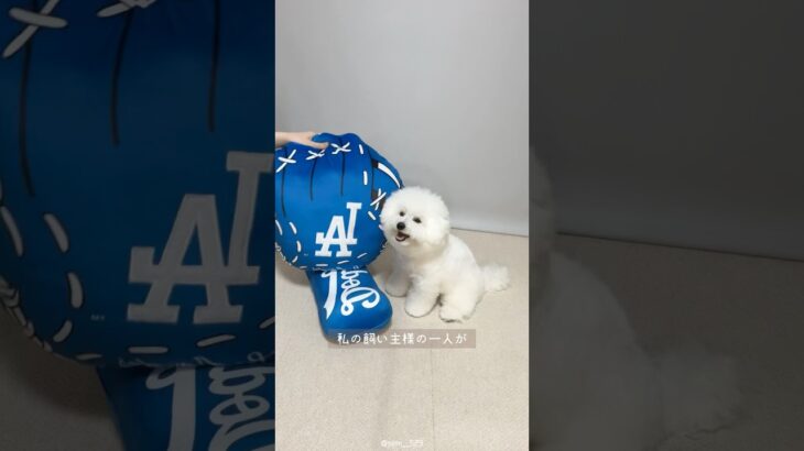 飼い主が大谷翔平選手の熱烈ファン⚾️#大谷翔平#野球#ビションフリーゼ#犬#bichonfrise#비숑프리제#犬のいる生活#犬のいる暮らし#ペット#わんこ#강아지#購入品#グッズ#mlb#ドジャース