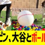 デコピン､大谷とボール遊びww