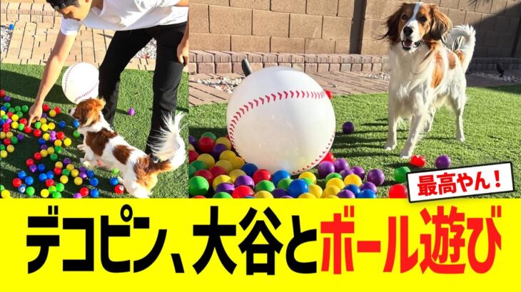 デコピン､大谷とボール遊びww