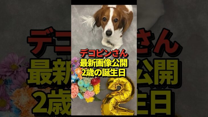 🐶大谷翔平が愛犬デコピンの2歳の誕生日に最新の写真を投稿！真美子夫人との長女出産以降としては初！#shorts #大谷翔平 #野球