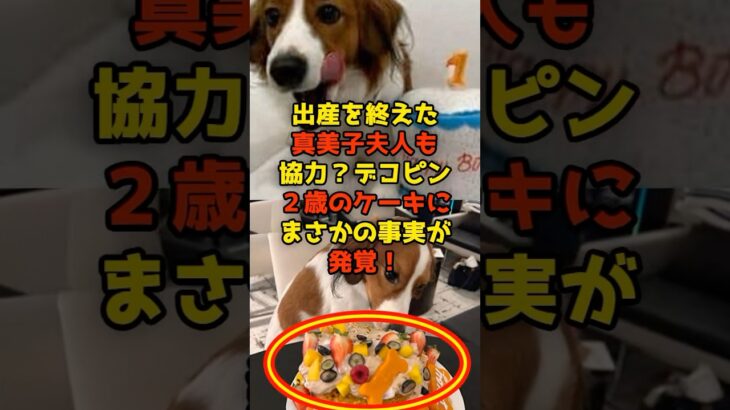 出産を終えた真美子夫人も協力？デコピン２歳のケーキにまさかの事実が発覚！#大谷翔平#真美子さん#デコピン#shorts