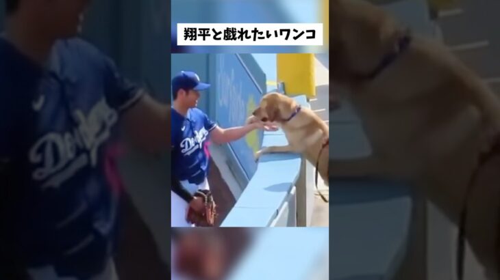 どうしても大谷翔平と戯れたいワンコ