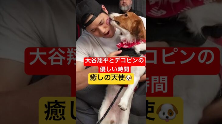 【大谷翔平】癒しの瞬間集♡デコピンと過ごすリハビリ生活が感動すぎる…【愛犬】【MLB】【ドジャース】