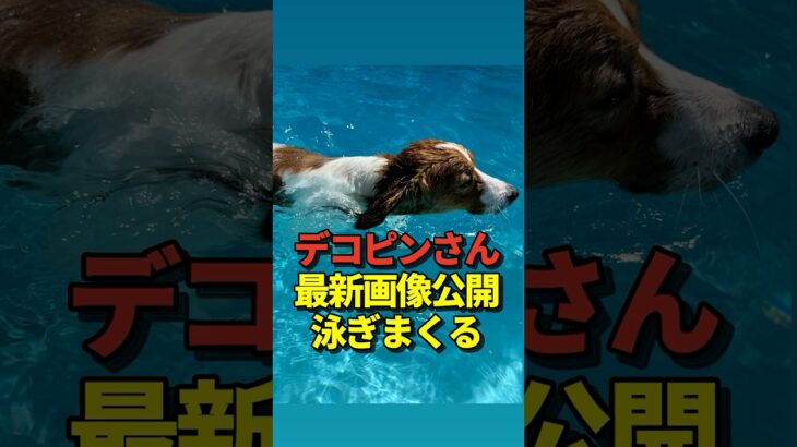 🐶大谷翔平投手がデコピンの最新画像をInstagramに投稿！真美子夫人が撮影か！プールで泳いでいる様子が気持ちよさそうだと話題に！#shorts #大谷翔平 #野球
