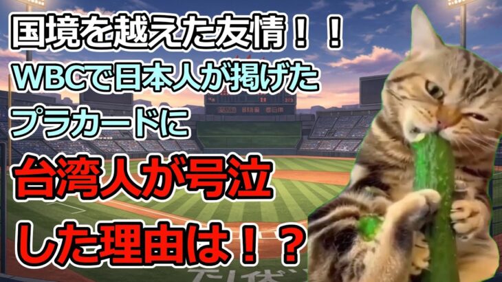 【猫ミーム】感動！！WBC日本対台湾戦で日本人が掲げ、台湾人が心打たれ涙したプラカードの内容とは！？