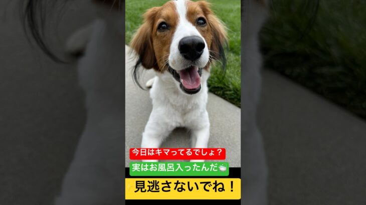 デコピン（大谷翔平の愛犬）、お風呂のあとでキマってる！癒しのイケワン登場✨