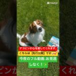 デコピンの癒し動画が話題に」「大谷翔平が最新投稿！