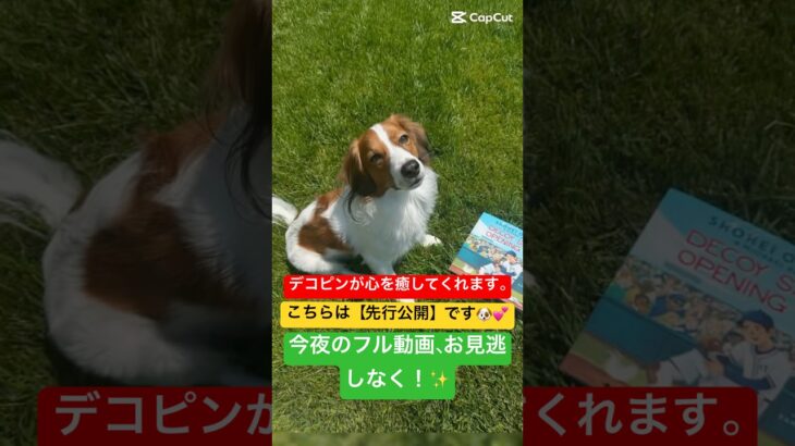 デコピンの癒し動画が話題に」「大谷翔平が最新投稿！