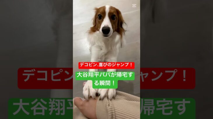 デコピン、喜びのジャンプ！大谷翔平パパが帰宅する瞬間！＃大谷翔平＃ドジャース#大谷＃デコピン＃真美子夫人＃佐々木希＃山本由伸#MLB #ホームラン.