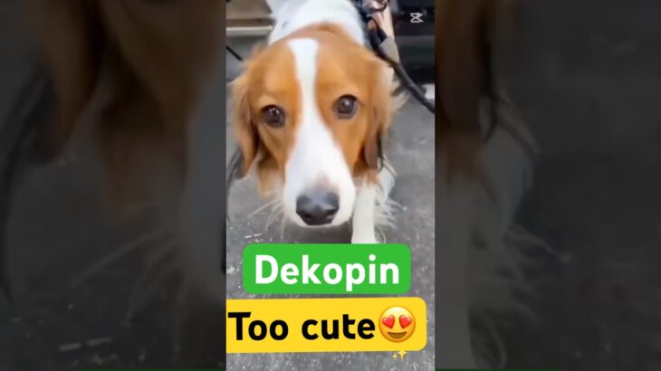 デコピン : too cute😍😍#デコピン #大谷翔平 #dekopin #shoheiohtani