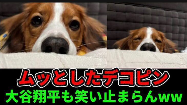 デコピン、ムッと爆笑！大谷翔平も笑撃！？