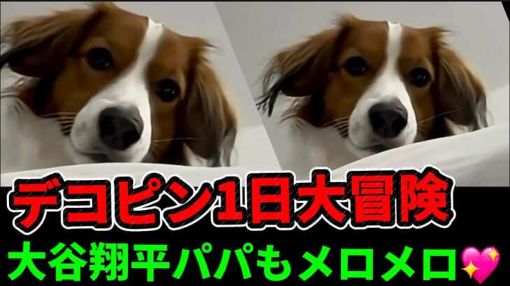 【必見】デコピンの1日大冒険🐶💖大谷翔平パパもメロメロ！