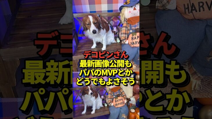 🐶大谷翔平が最新デコピン投稿！1試合3本のホームランと7回途中無失点の大活躍でドジャースをワールドシリーズに導きMVPを獲得した試合後のインスタ投稿にて！