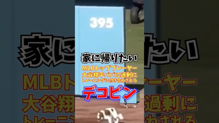 デコピン 家に帰りたい MLBトッププレーヤー大谷翔平パパに過剰にトレーニングに付き合わされる