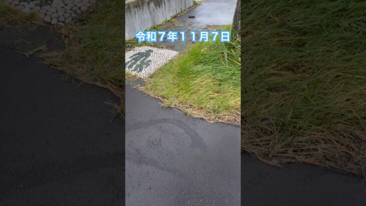 WBCの日本代表が練習開始。今回も連覇目指して頑張って欲しい(^^)b #wbc #ワールドベールボールクラシック #もつ鍋の日