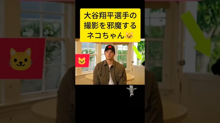 大谷翔平選手の撮影を邪魔するネコちゃん🐱　#shoheiohtani #ねこ #猫
