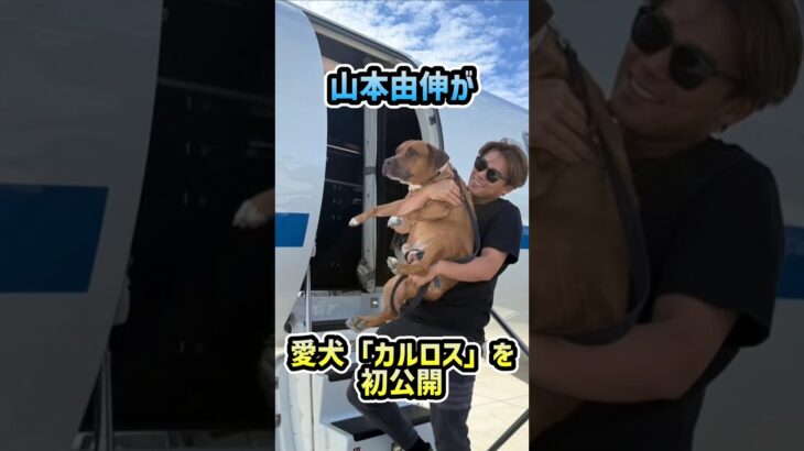 【山本由伸】愛犬･カルロスを公開！#大谷翔平 #山本由伸 #ドジャース  #野球 #shorts