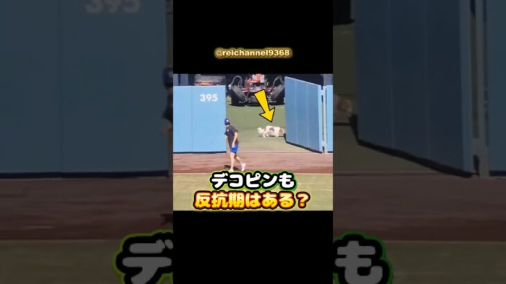 【大谷翔平】デコピンも反抗期はある？😂🐕 #shorts #mlb #大谷翔平