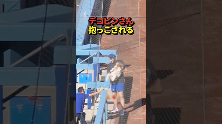 🐶大谷翔平投手がデコピンを軽々と抱き上げる！