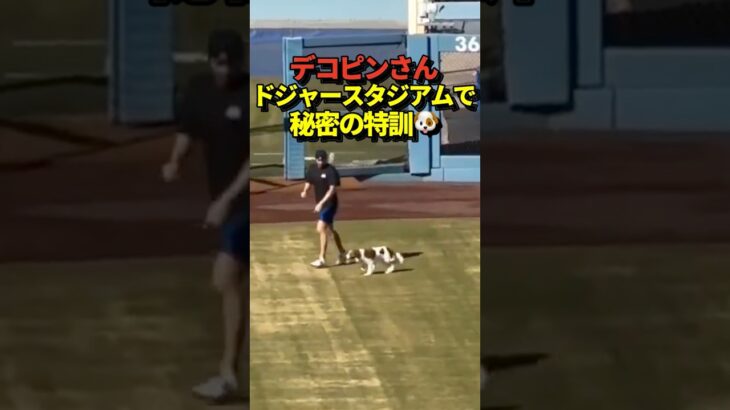 🐶デコピンと大谷翔平がドジャースタジアムでトレーニング！