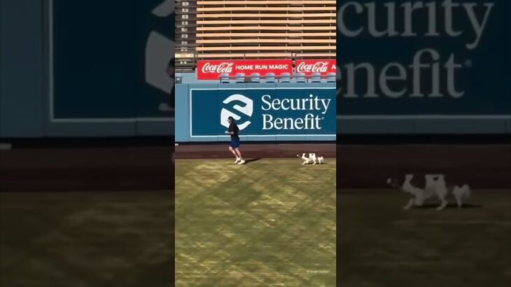 大谷翔平がドジャーススタジアムでデコピンと散歩