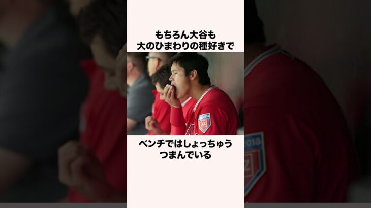 大谷翔平の世界レベルのマナーに関する雑学 #プロ野球 #野球 #プロ野球解説