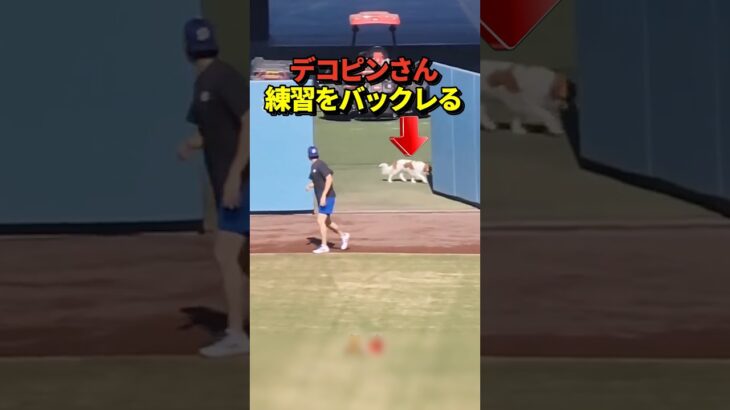 【大爆笑】🐶デコピンが大谷翔平との練習をまさかの拒否！